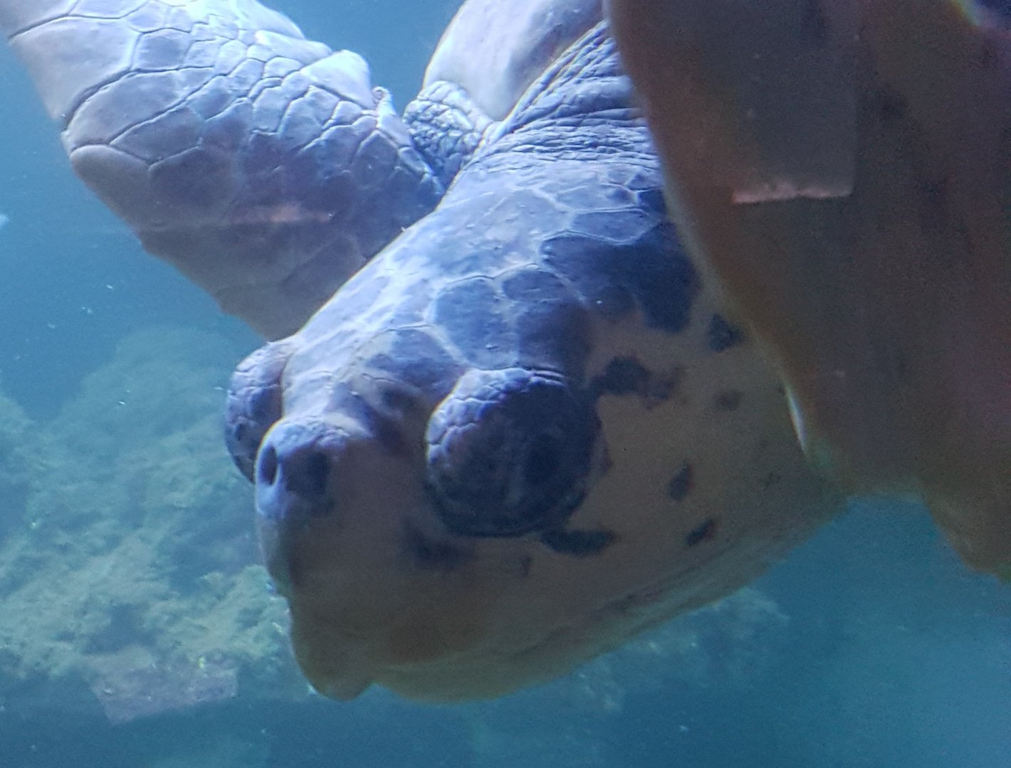 Caretta caretta