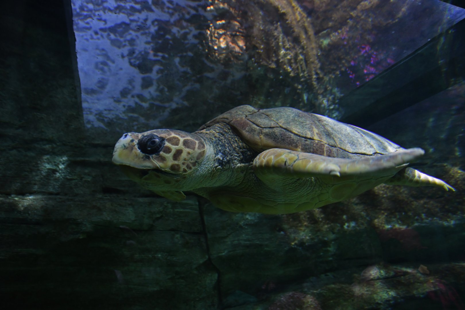 Caretta caretta