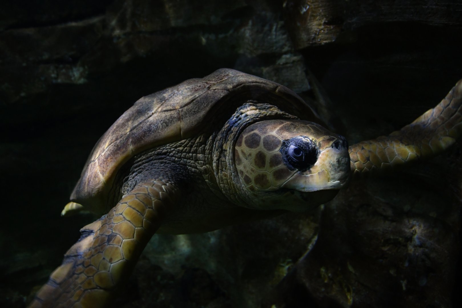 Caretta caretta