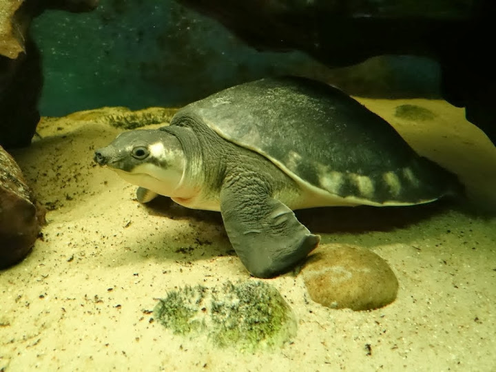 Carettochelis insculpta