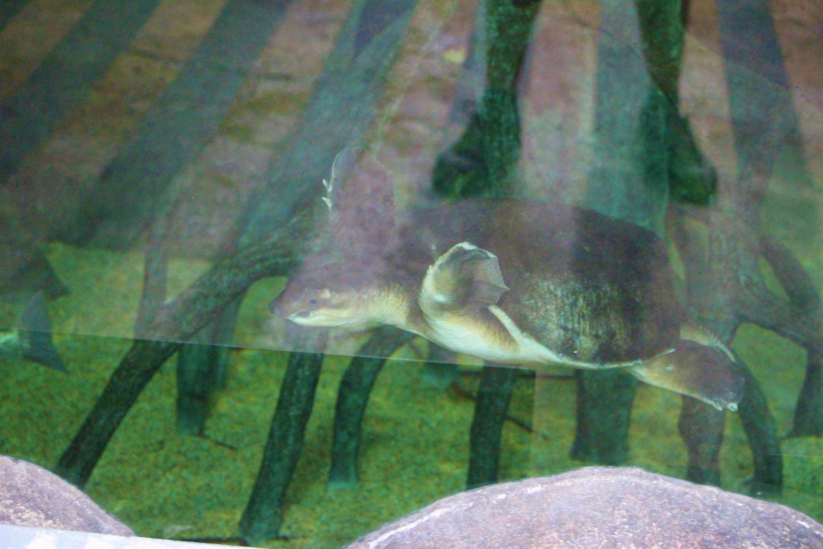 Carettochelys insculpta / Fly River turtle