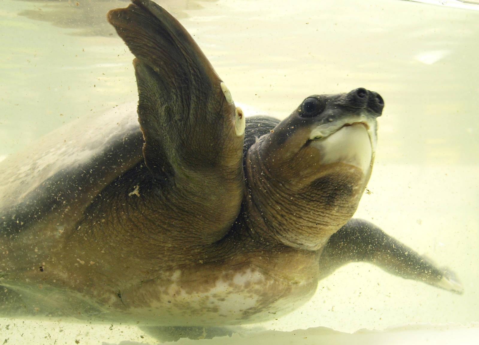 Carettochelys insculpta