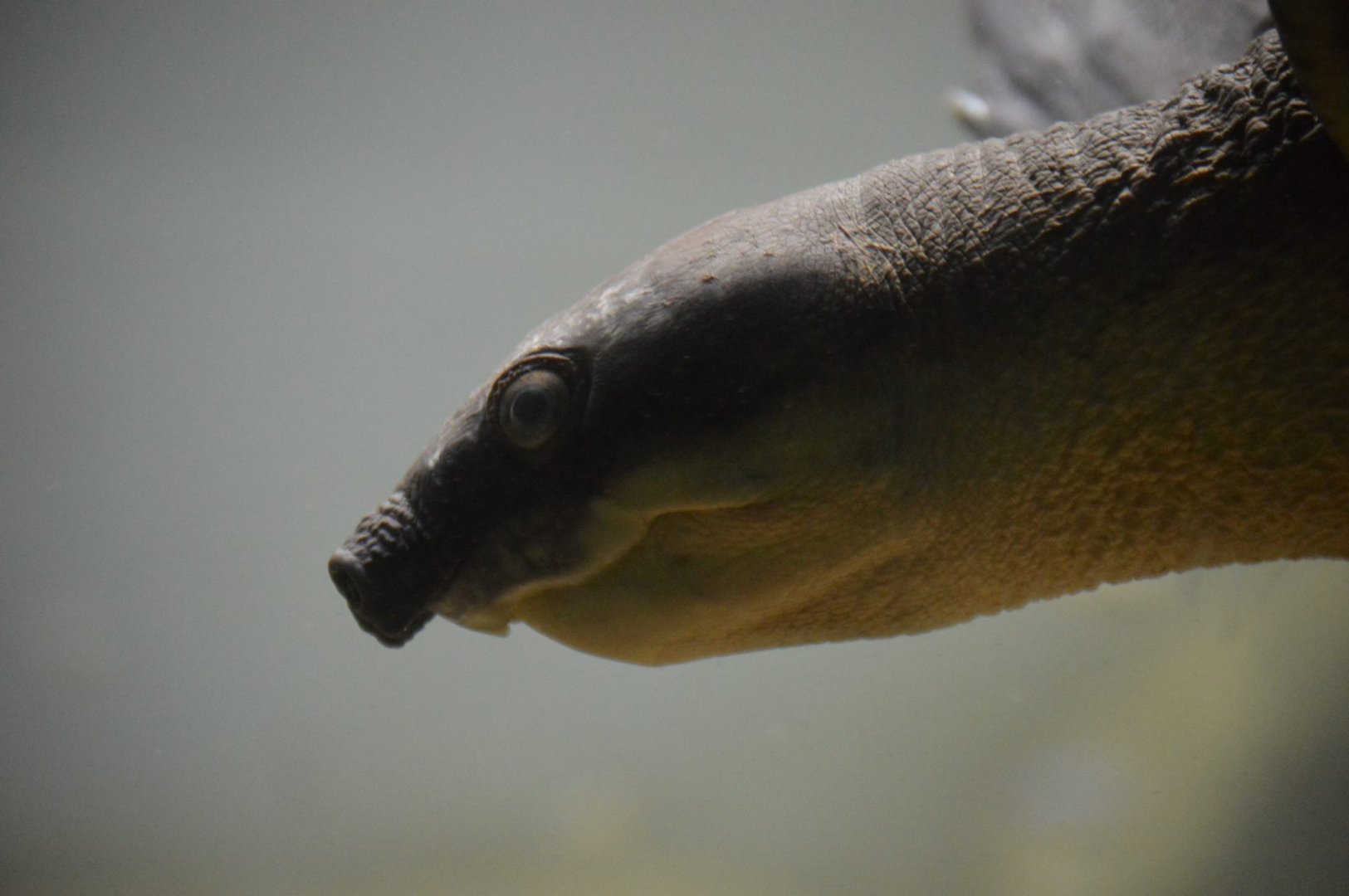 Carettochelys insculpta
