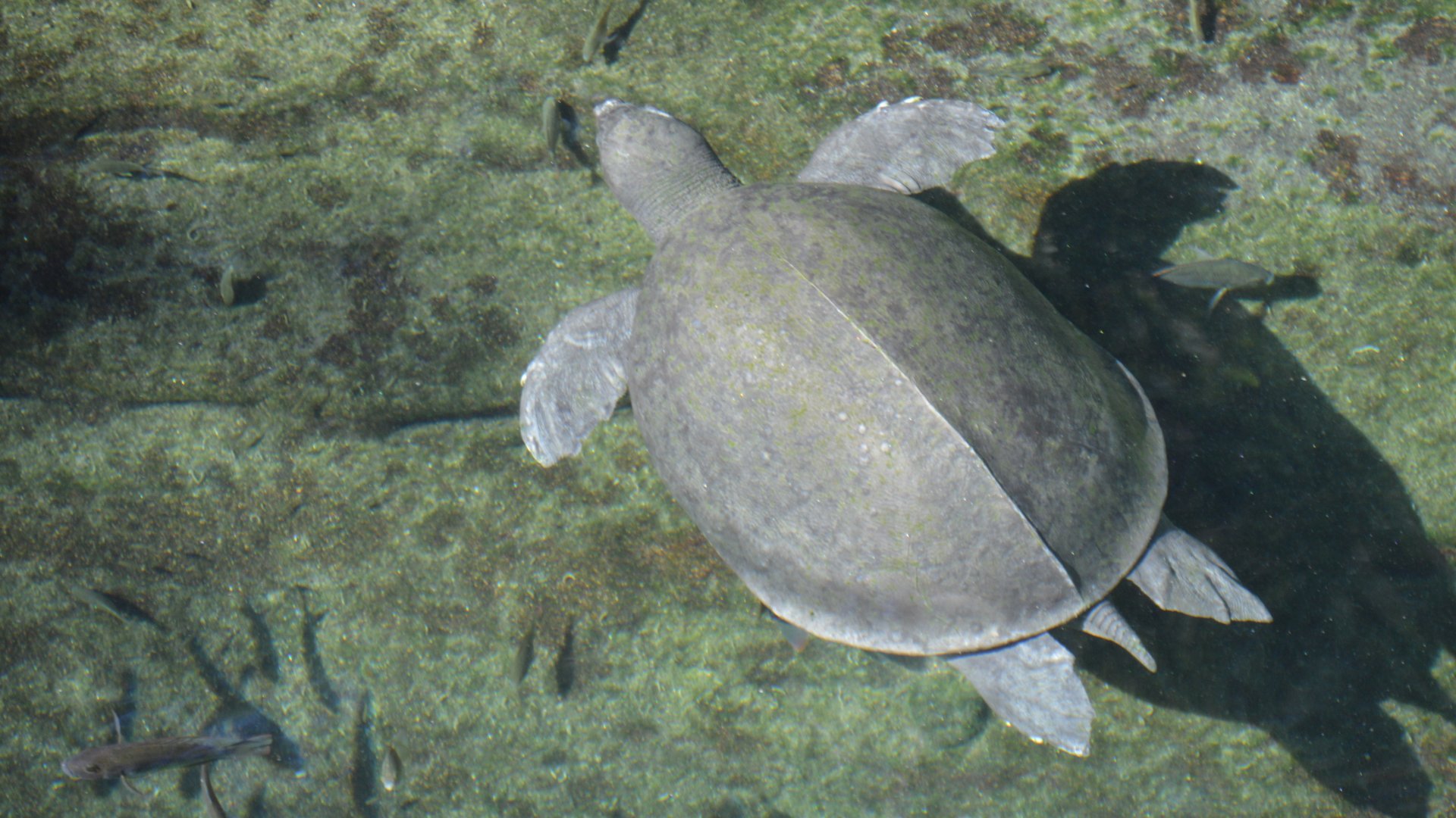 Carettochelys insculpta