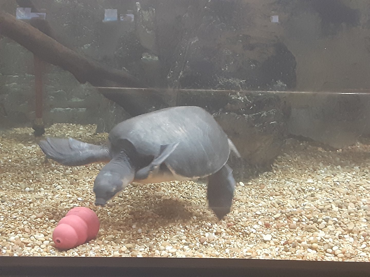 Carettochelys insculpta