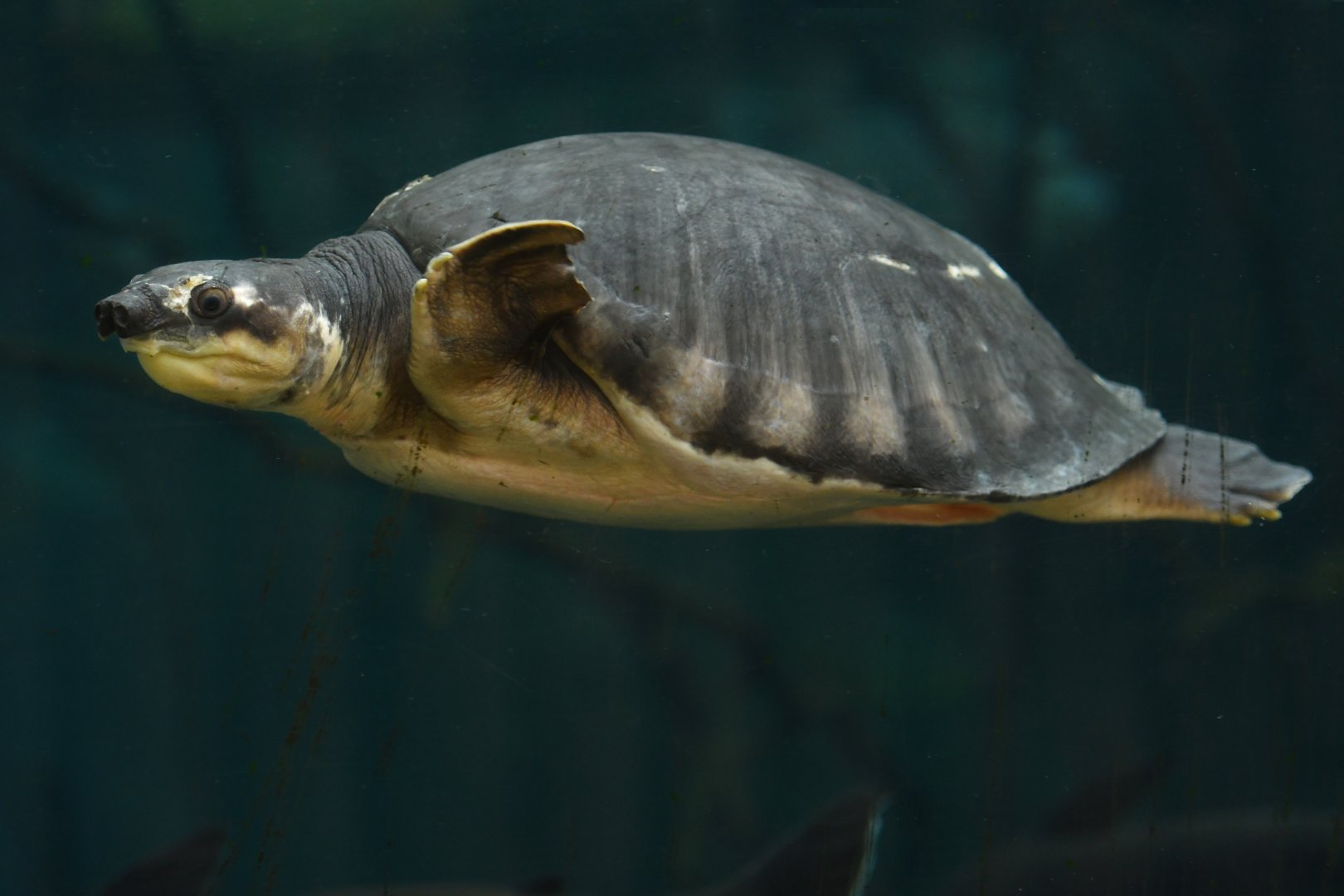 Carettochelys insculpta