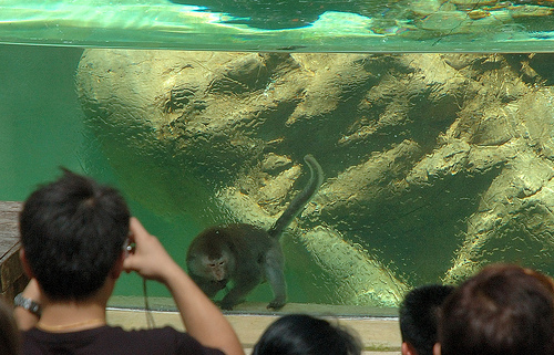 Cargo, Singapore Zoo