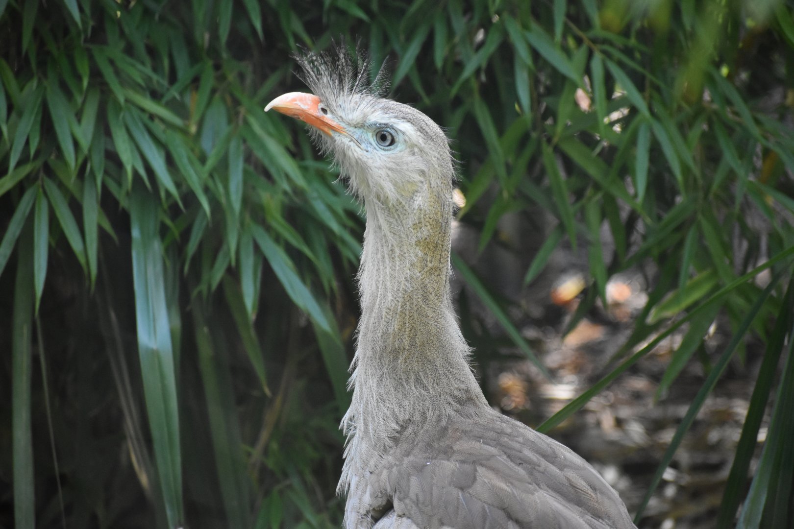 Cariama cristata - Red-legged Seriema