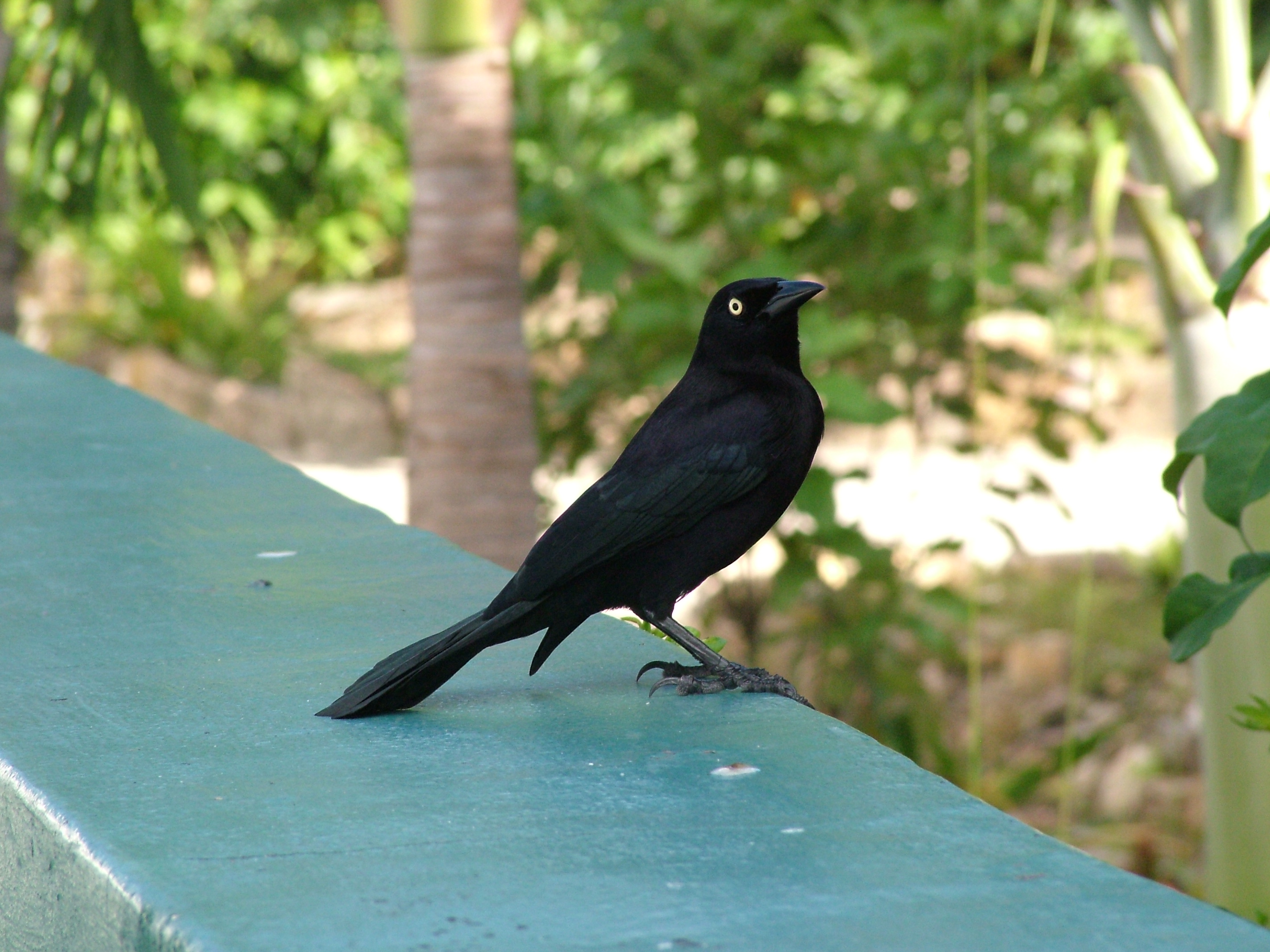 Carib Grackle, Antigua, 2007