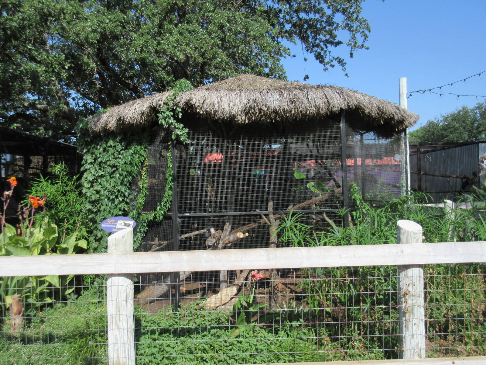 Caribbbean Cove - Brazilian Agouti Exhibit