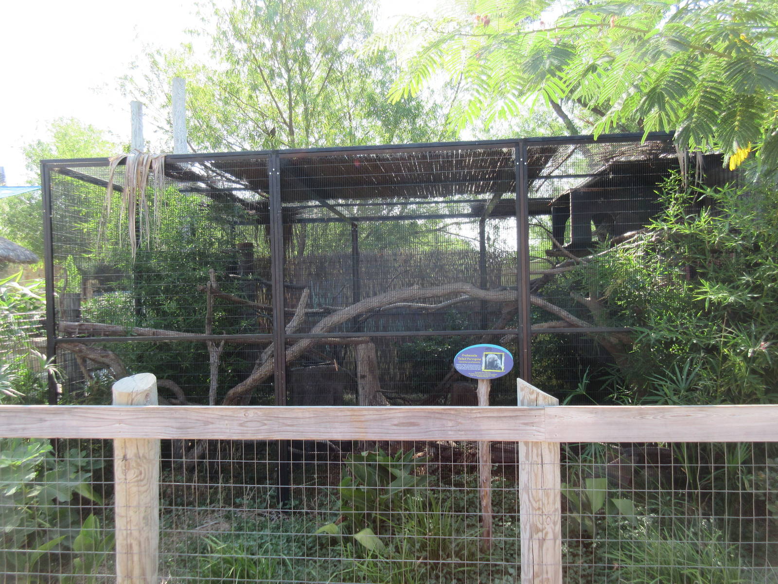 Caribbbean Cove - Coendou Exhibit