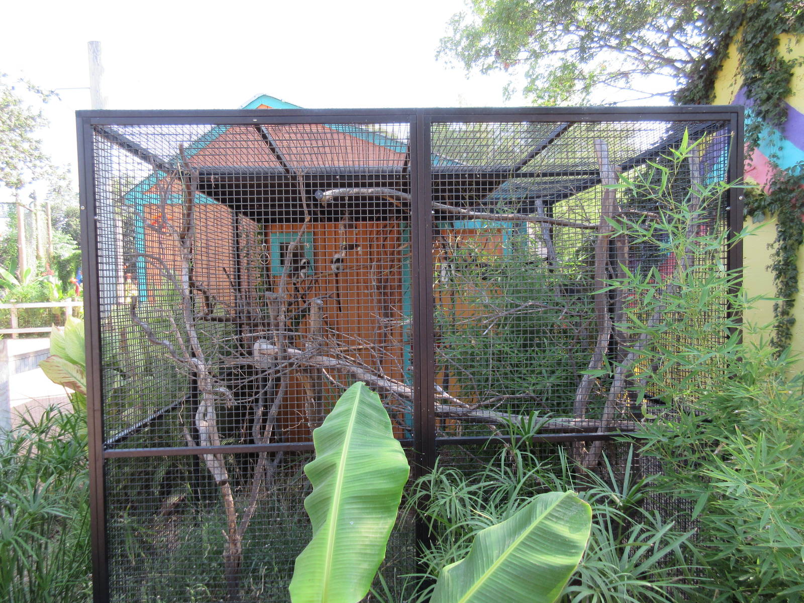 Caribbbean Cove - Cotton Top Tamarin Exhibit