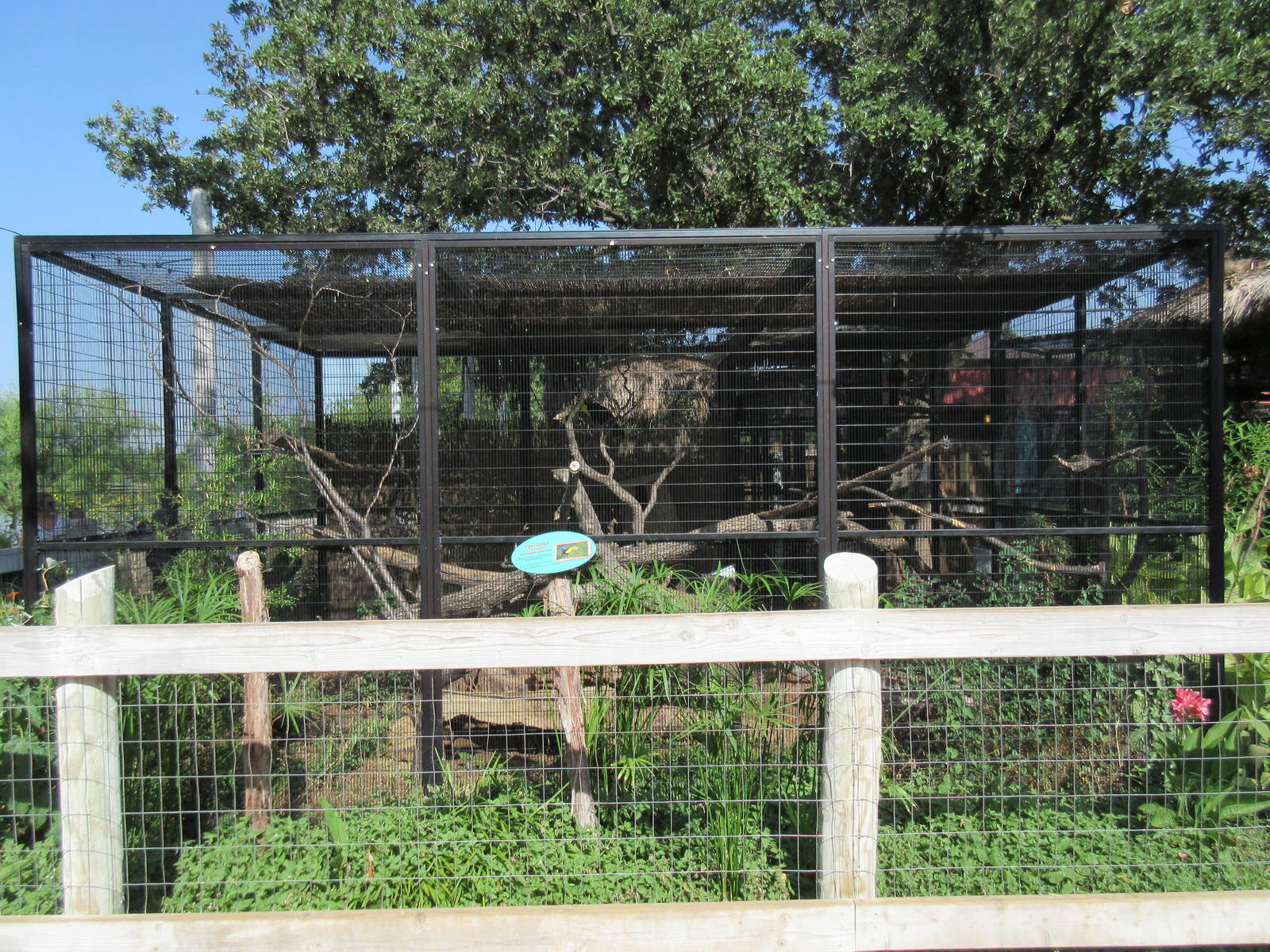 Caribbbean Cove - Keel-Billed Toucan Exhibit