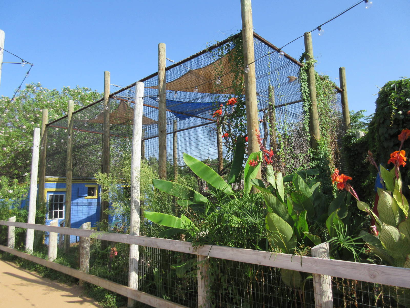 Caribbbean Cove - Scarlet Ibis/Ringed Teal/Southern Lapwing/Green Iguana Ex