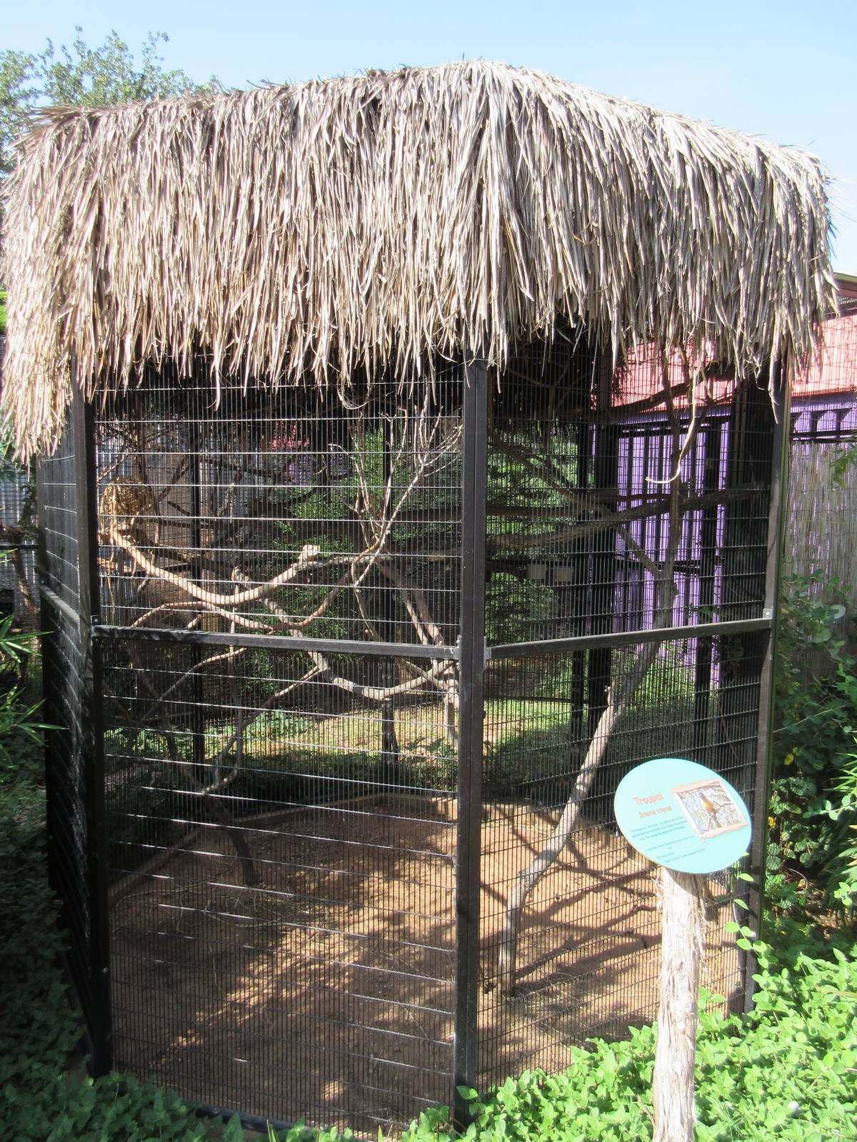 Caribbbean Cove - Troupial Exhibit