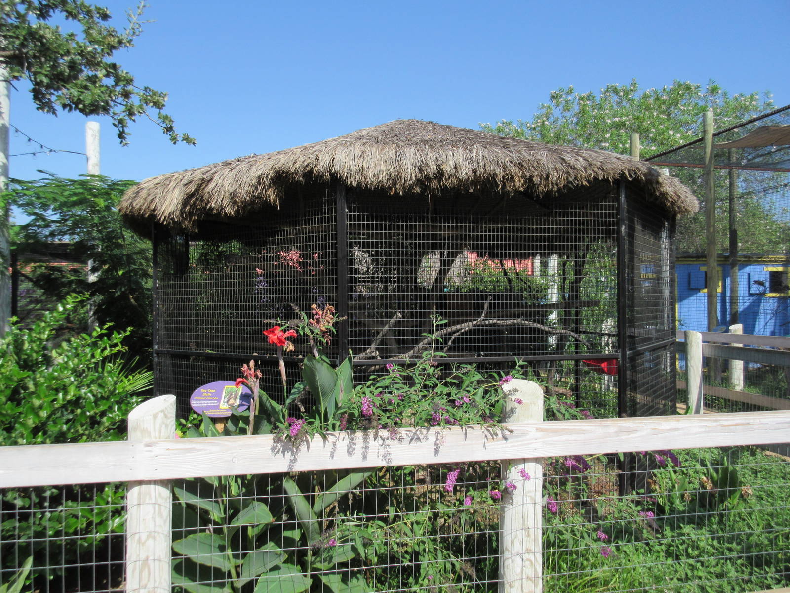 Caribbbean Cove - Two-Toed Sloth Exhibit