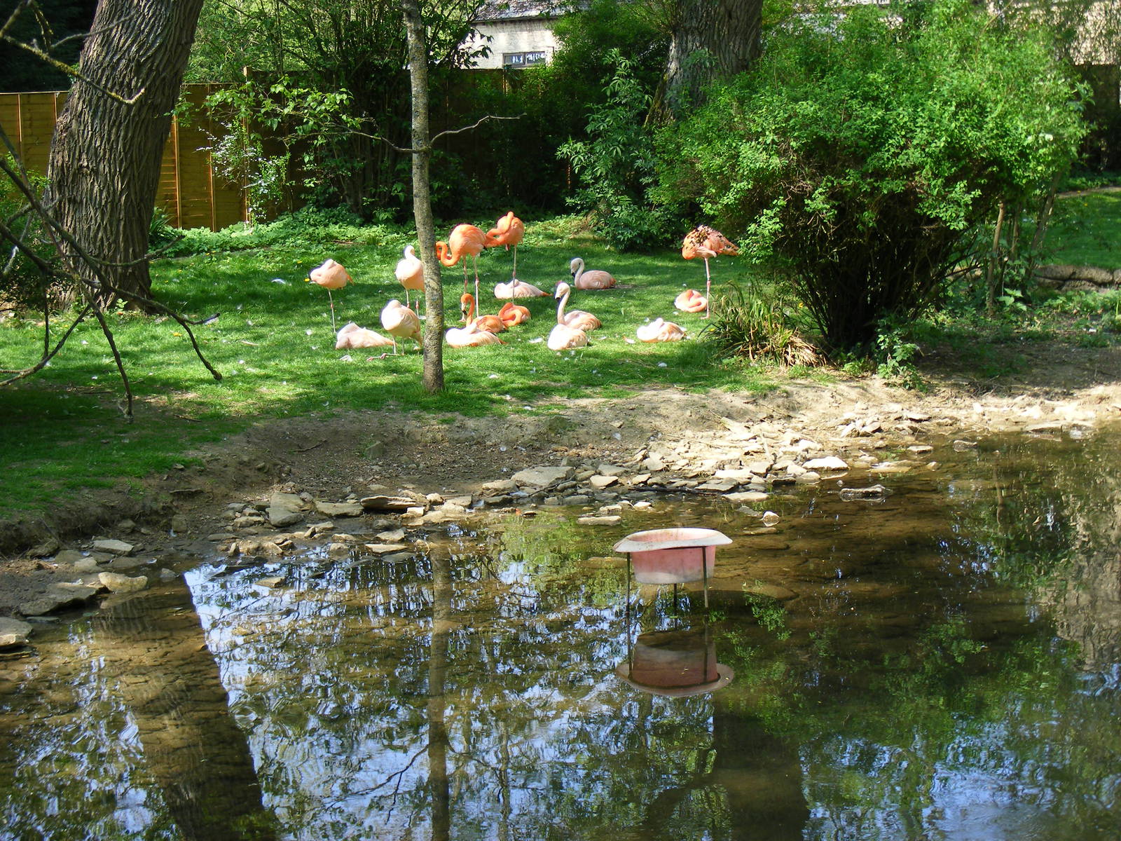 Caribbean and Chilean flamingoes at Birdland, 22 April 2011