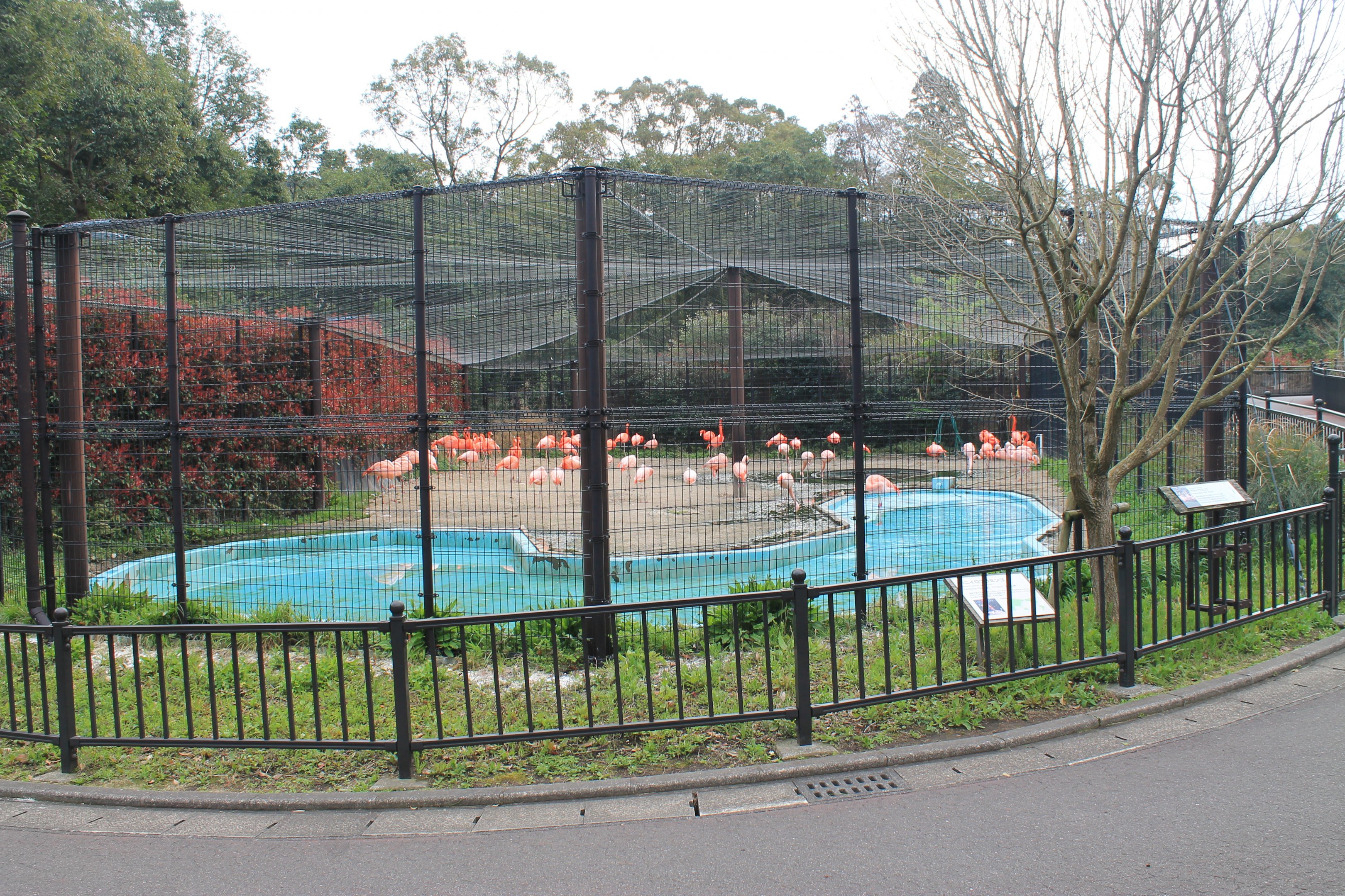 Caribbean and Chilean Flamingos - Hirakawa Zoo (Kagoshima)