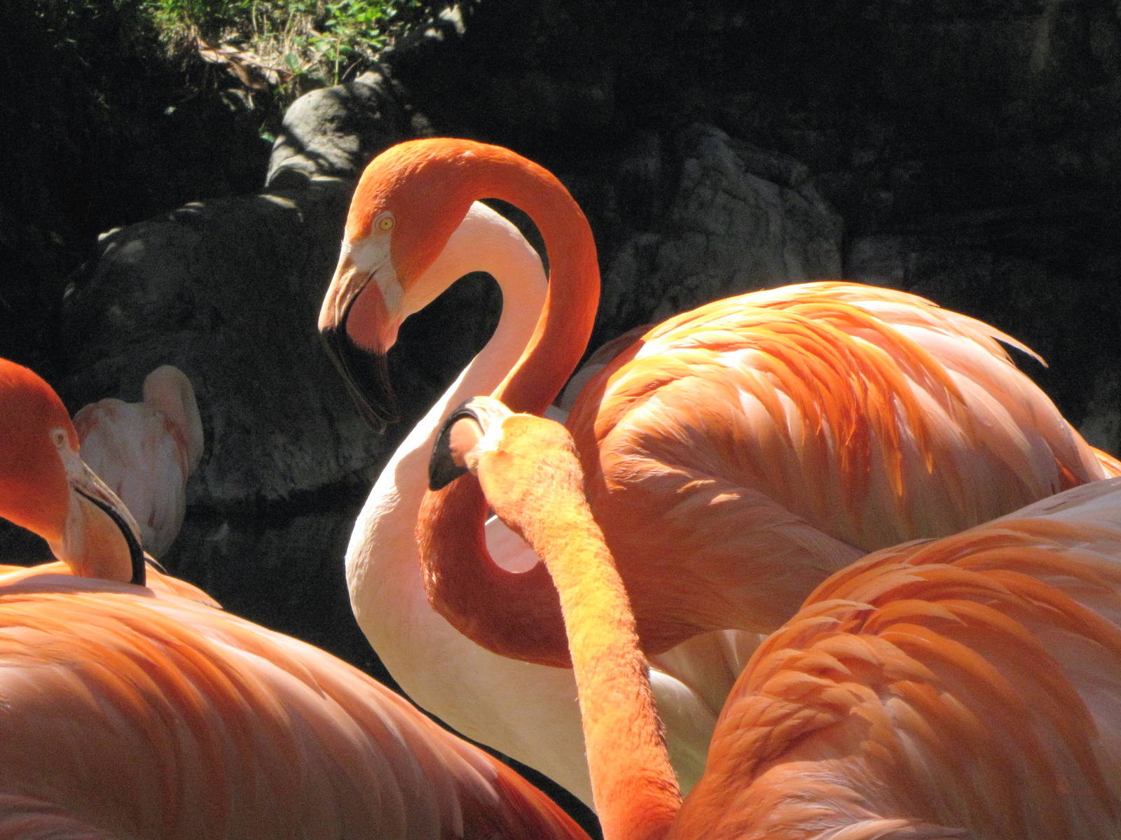 Caribbean and Chilean Flamingos