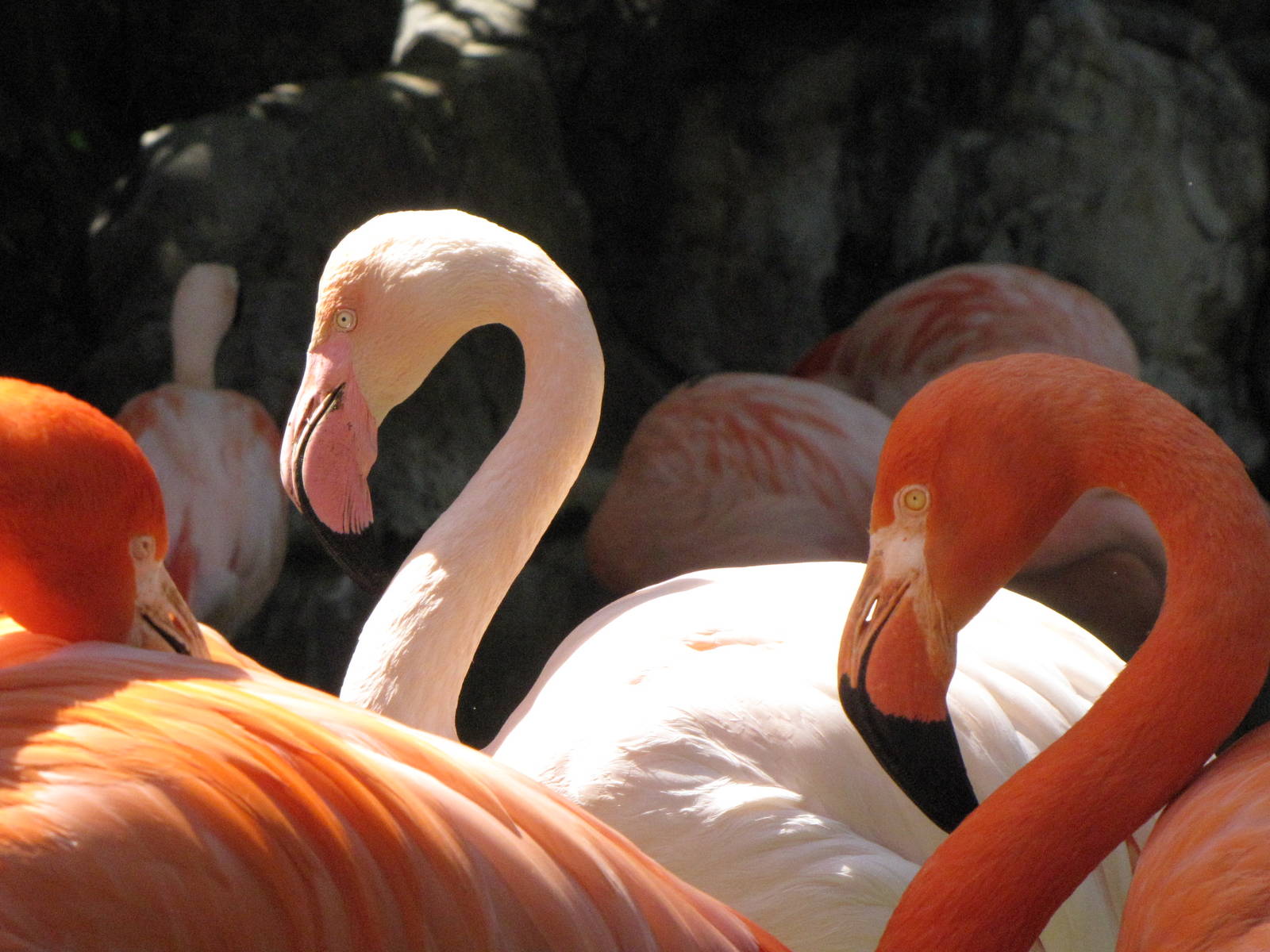 Caribbean and Chilean Flamingos