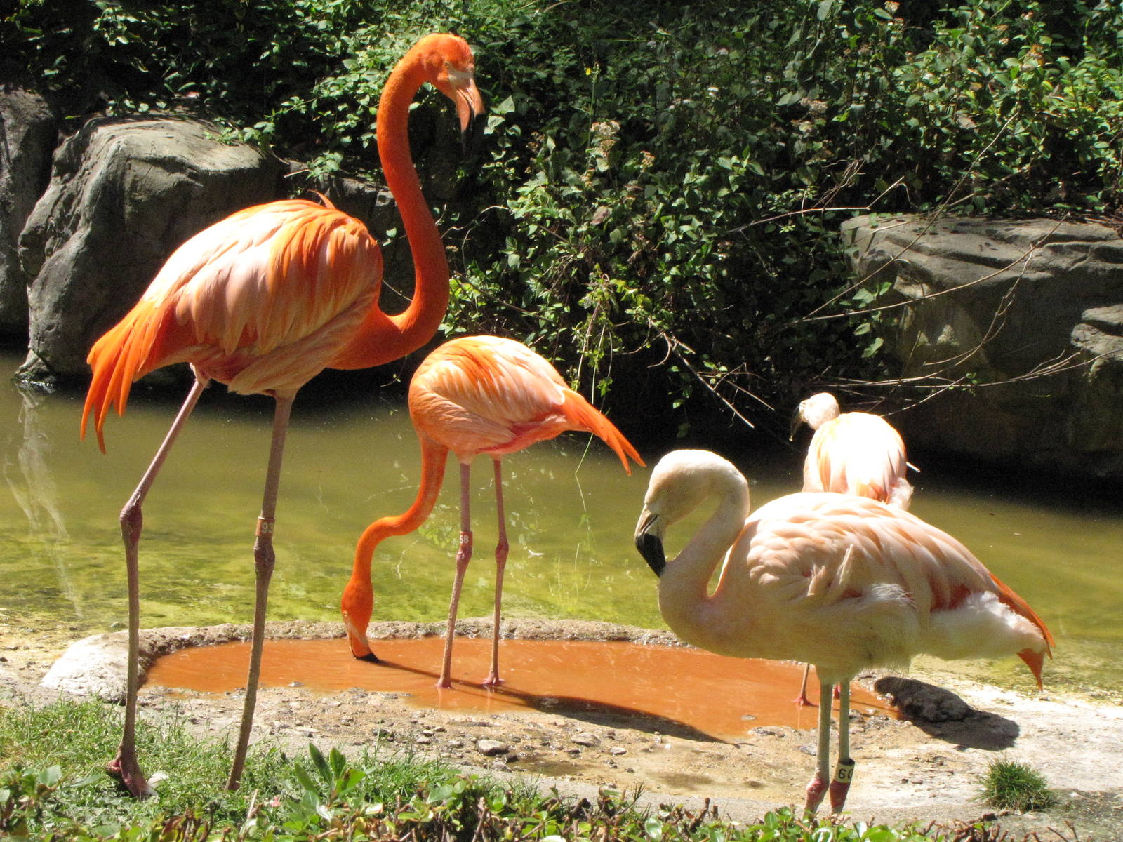 Caribbean and Chilean Flamingos