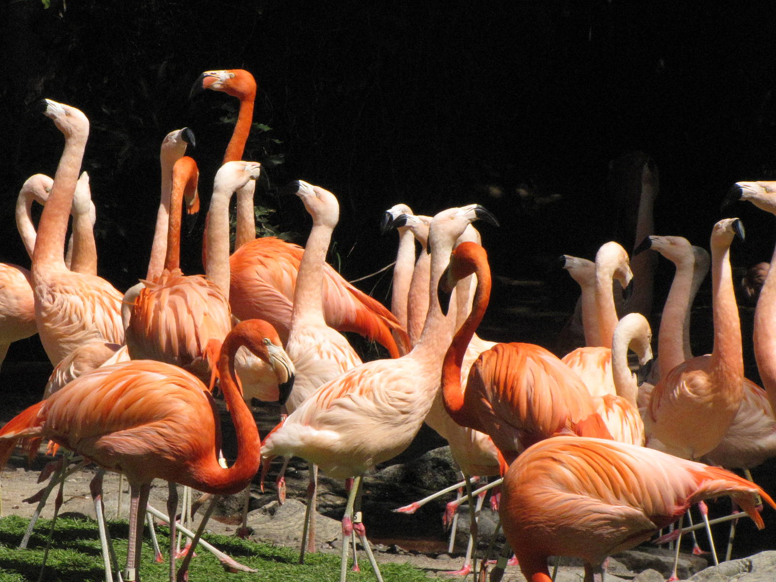 Caribbean and Chilean Flamingos