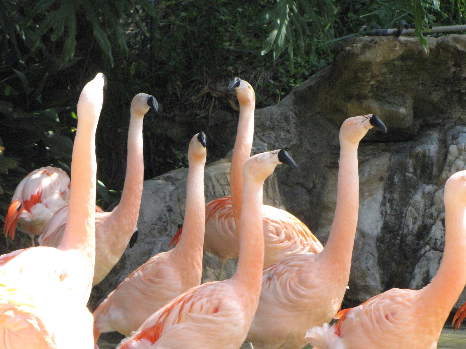 Caribbean and Chilean Flamingos