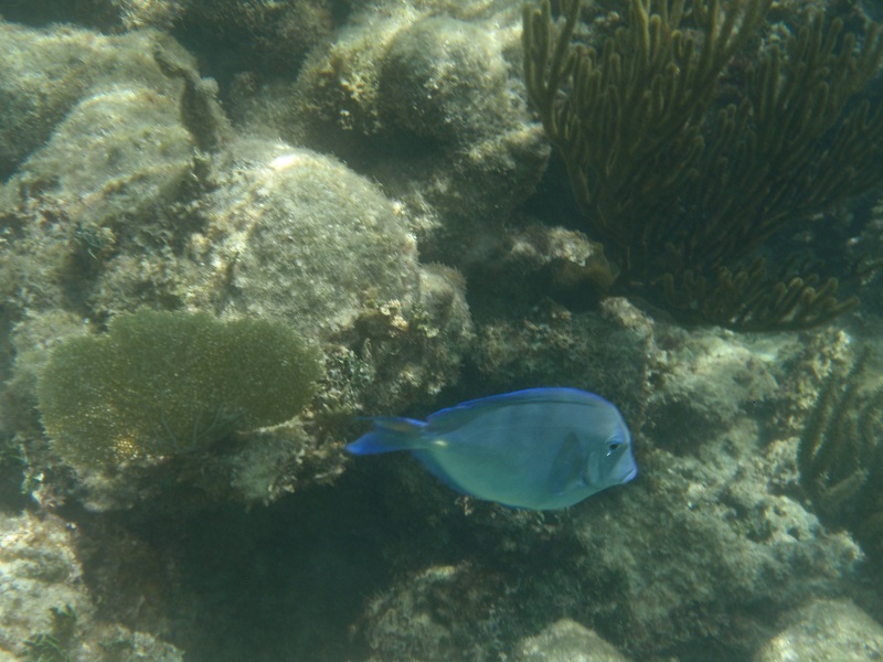 Caribbean blue tang (Acanthurus coeruleus)