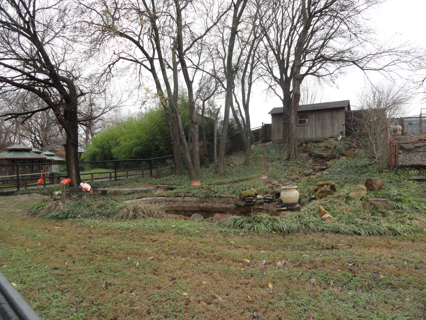 Caribbean & Chilean Flamingo Exhibit w/ Black Bellied Whistling Duck