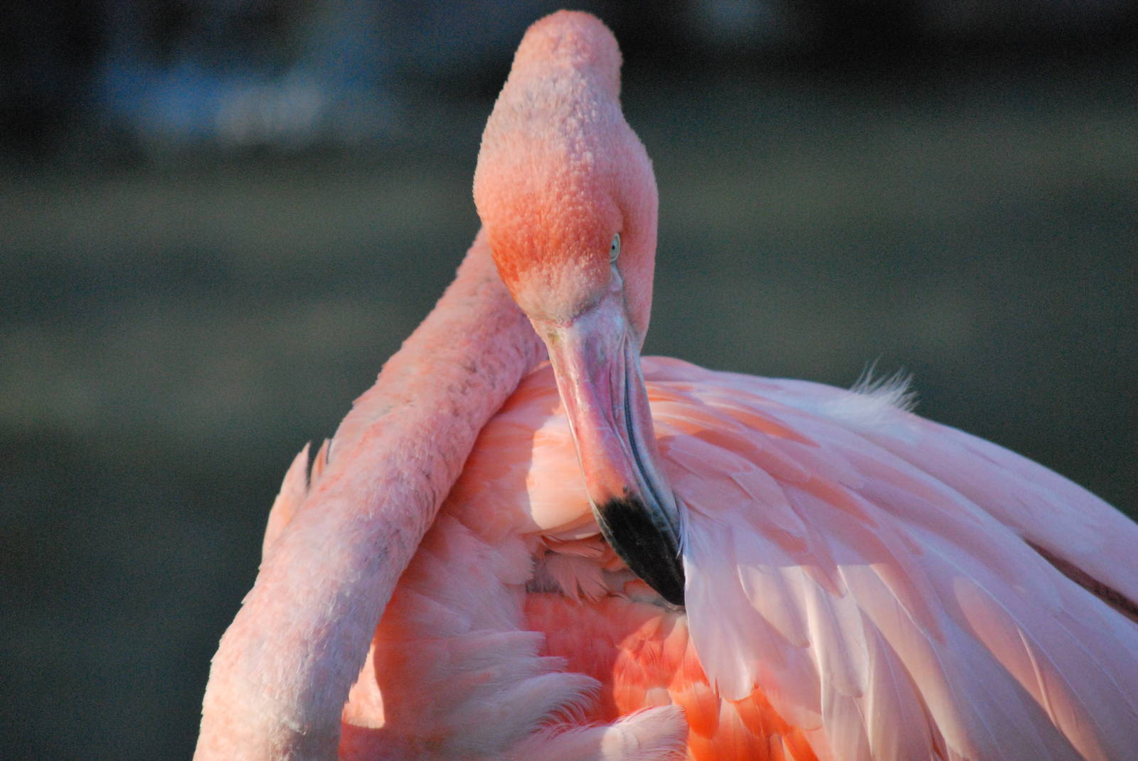 Caribbean chilean flamingos 197