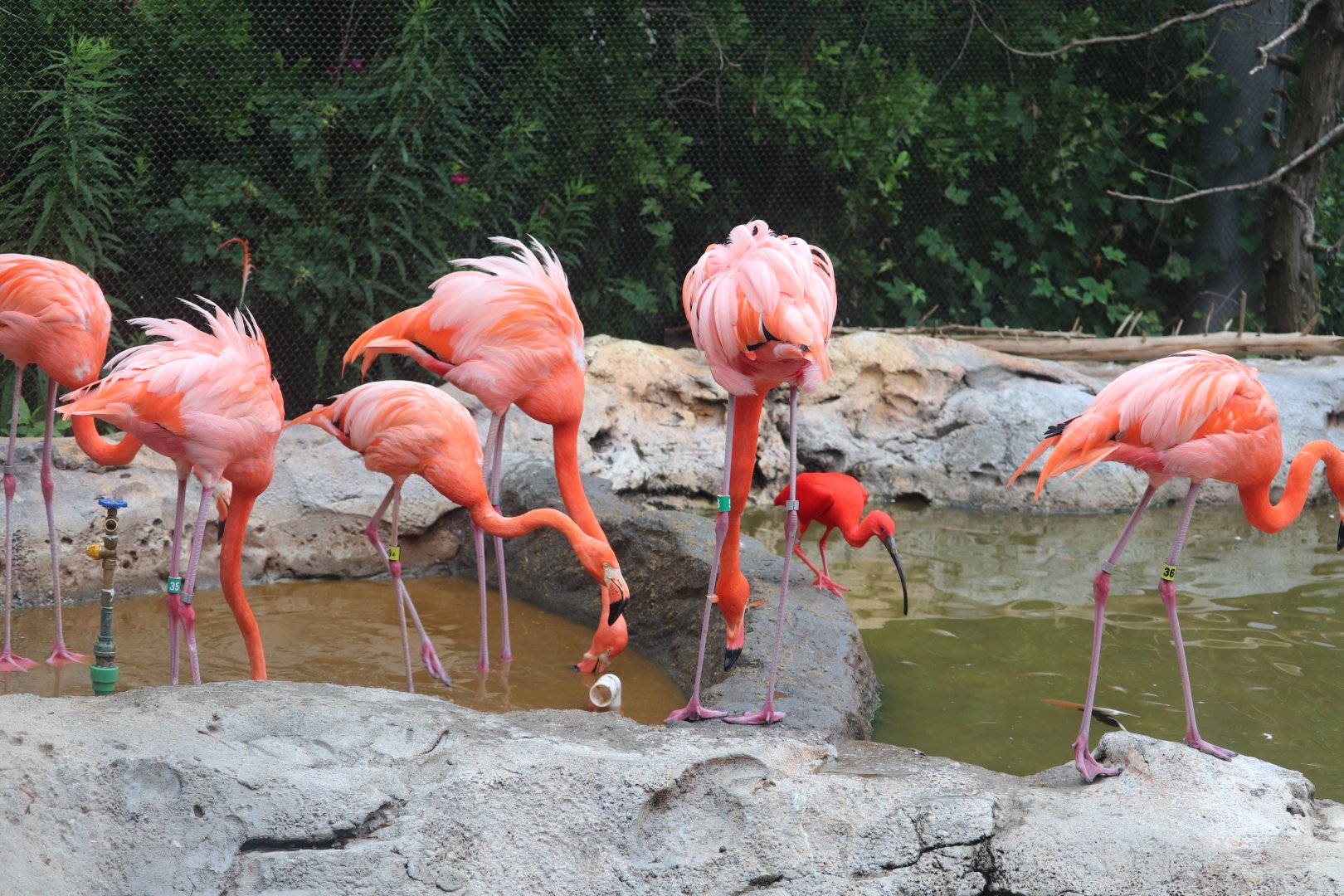 Caribbean Coast - American Flamingo - Scarlet Ibis