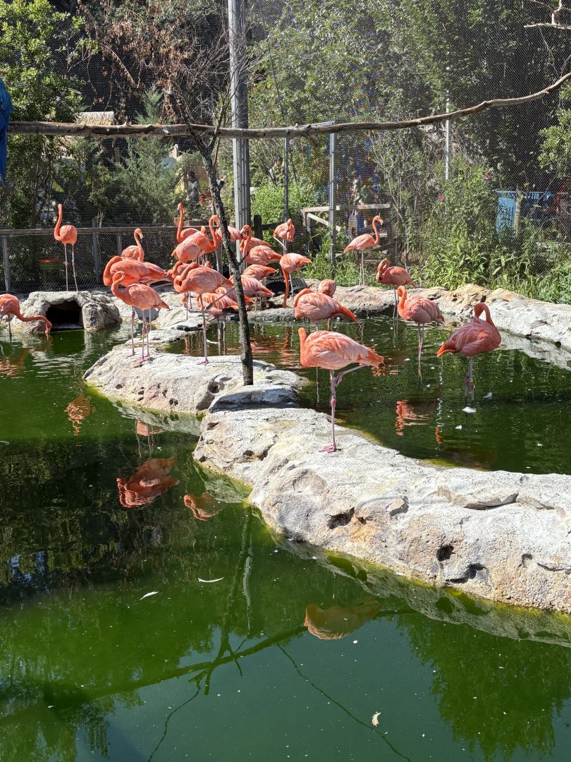Caribbean Coast - American Flamingoes