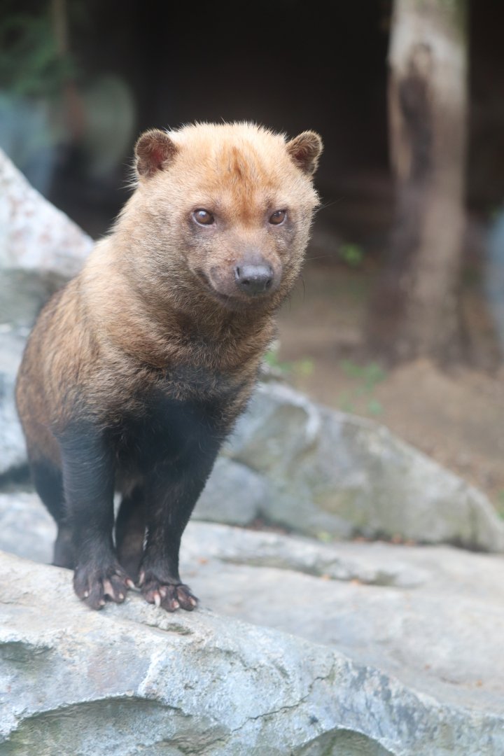 Caribbean Coast - Bush Dog