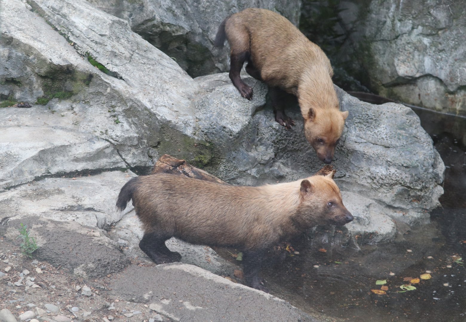 Caribbean Coast - Bush Dogs