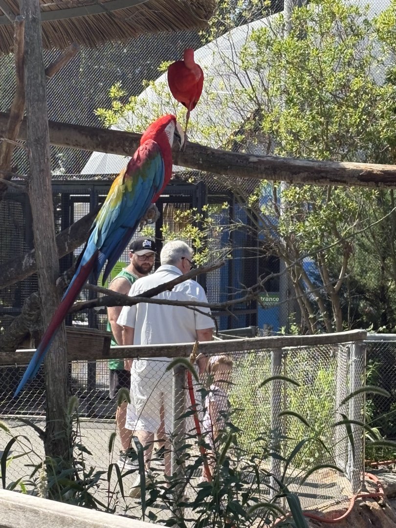 Caribbean Coast - Red-and-green Macaw