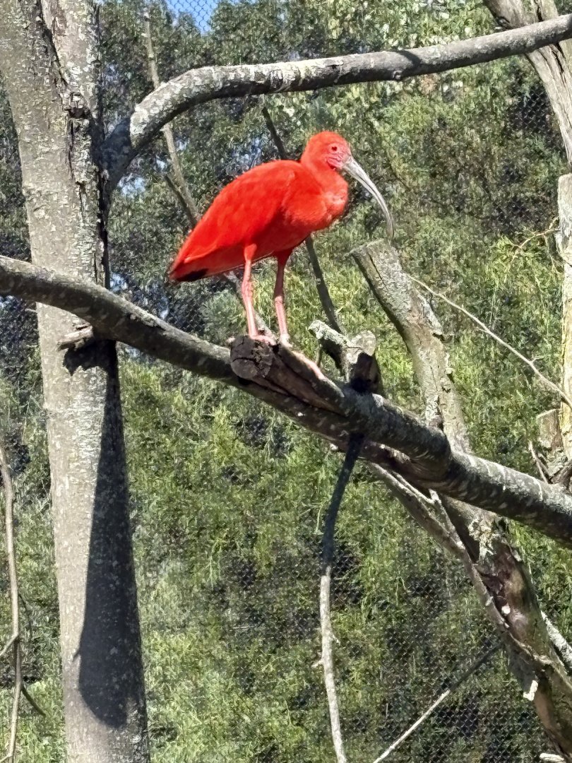 Caribbean Coast - Scarlet Ibis