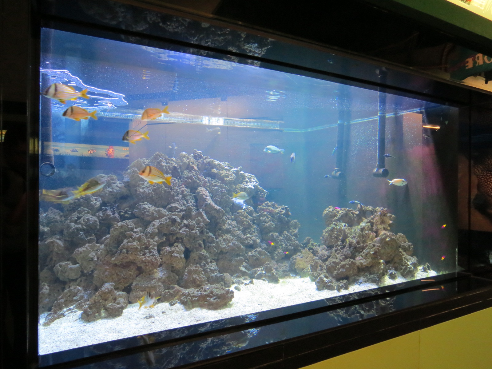 Caribbean Corals Exhibit
