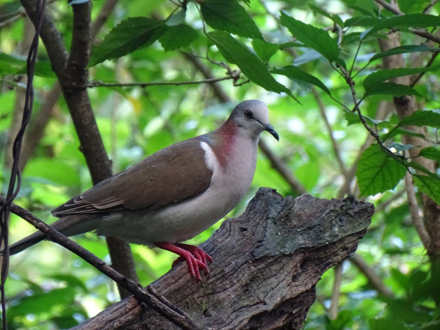 Caribbean dove (Leptotila jamaicensis) Wild in Jamaica