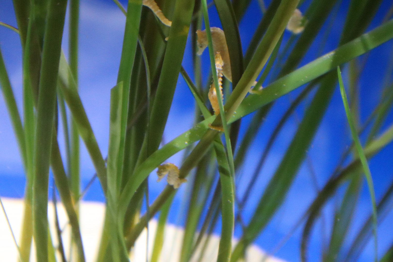 Caribbean Dwarf Seahorse