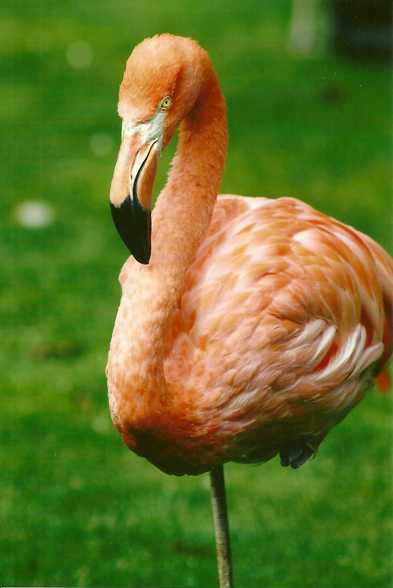 Caribbean Flamingo 13th September 2012