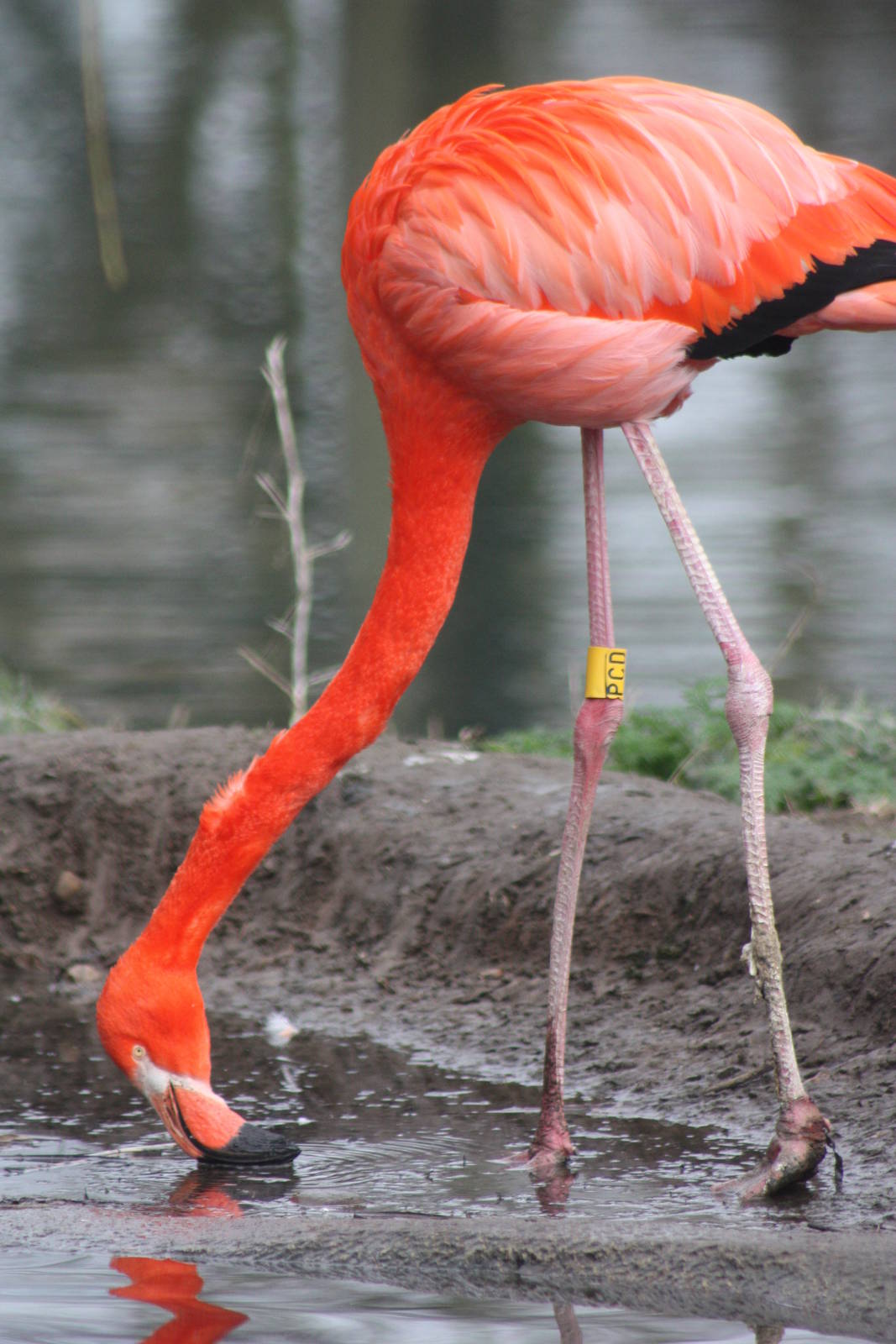 Caribbean Flamingo, 18th February 2015