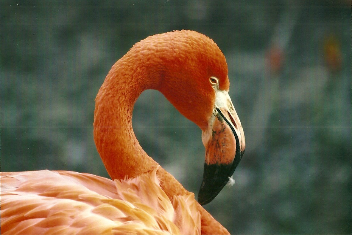 Caribbean Flamingo 1st November 2012