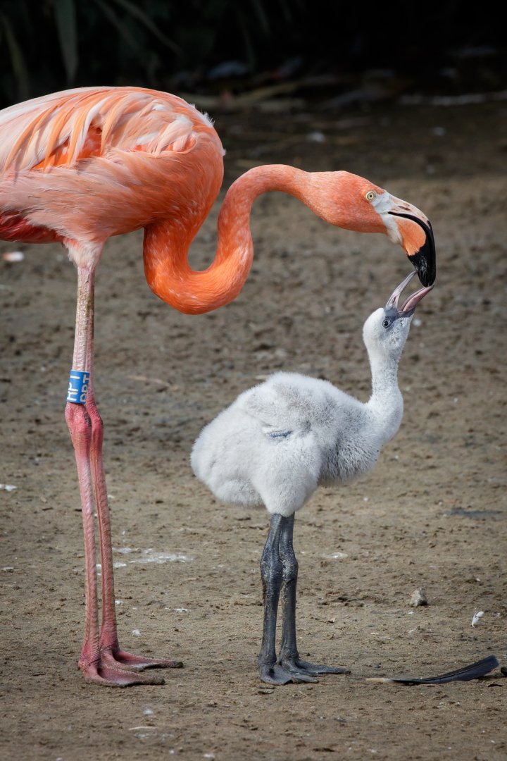 Caribbean Flamingo - 26/07/2017