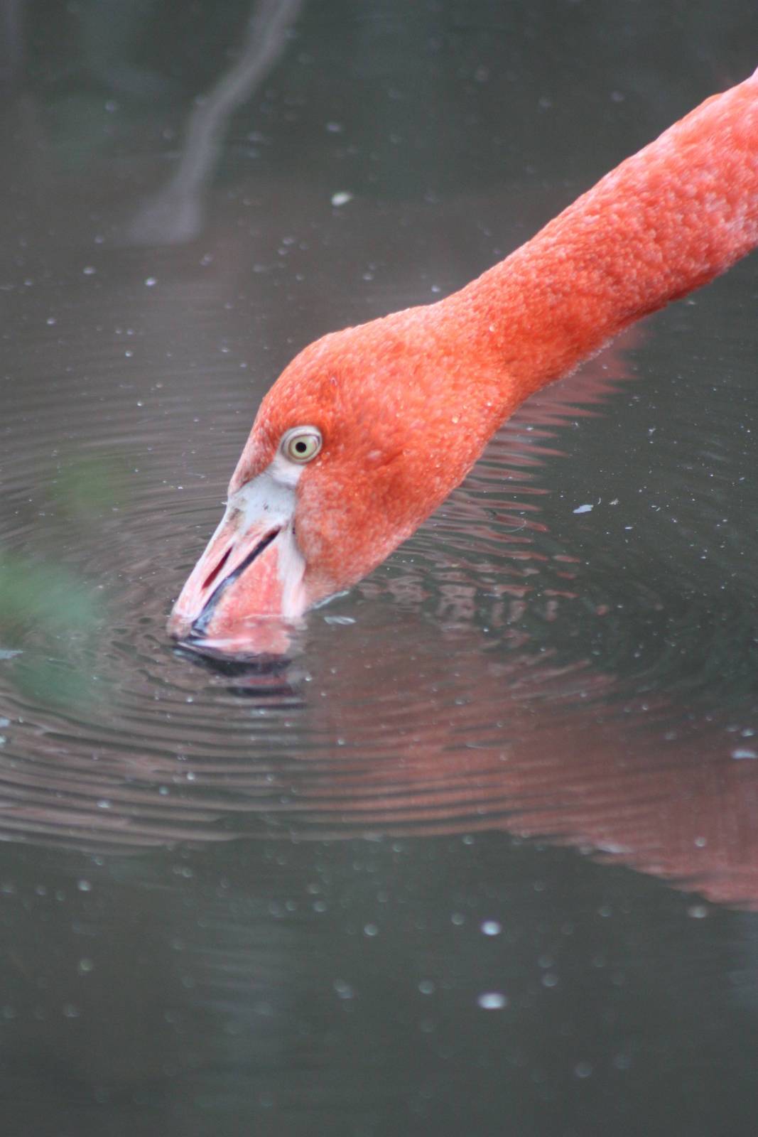 Caribbean Flamingo, 27th October 2014