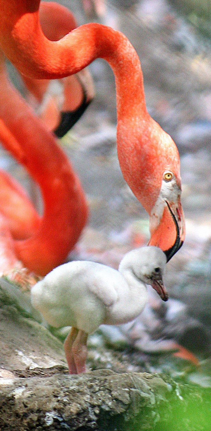 Caribbean Flamingo and Chick