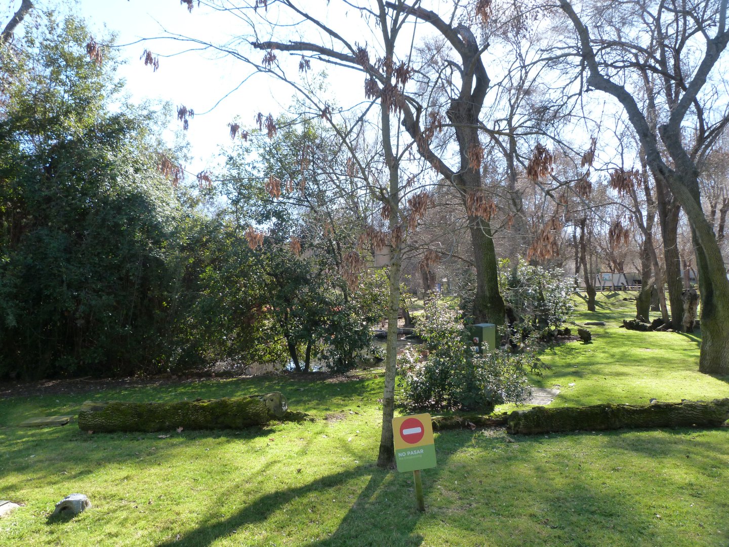 Caribbean flamingo and Pink-backed pelican field -Zoo Aquarium de Madrid (2025)