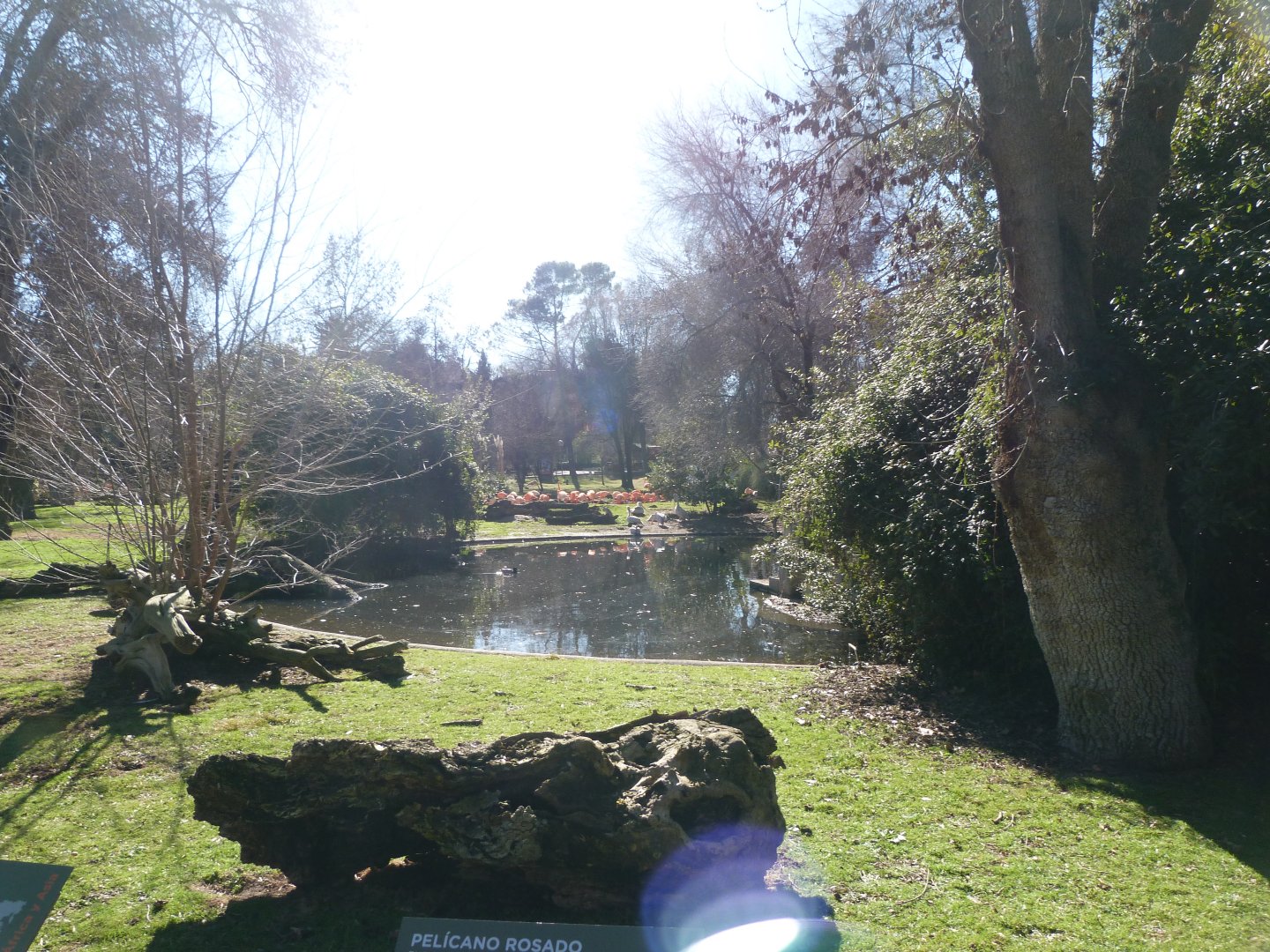 Caribbean flamingo and Pink-backed pelican field -Zoo Aquarium de Madrid (2025)