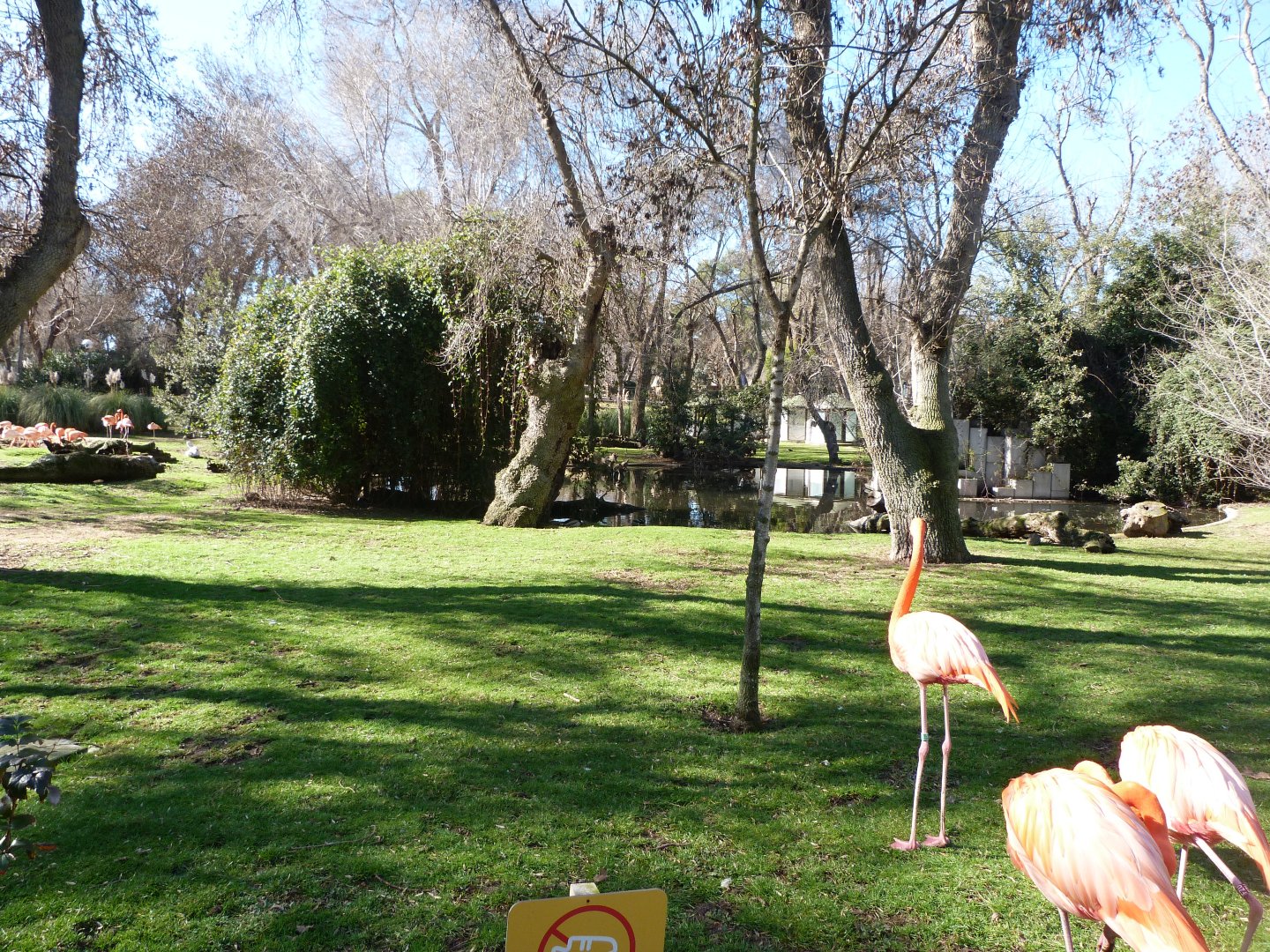 Caribbean flamingo and Pink-backed pelican field -Zoo Aquarium de Madrid (2025)