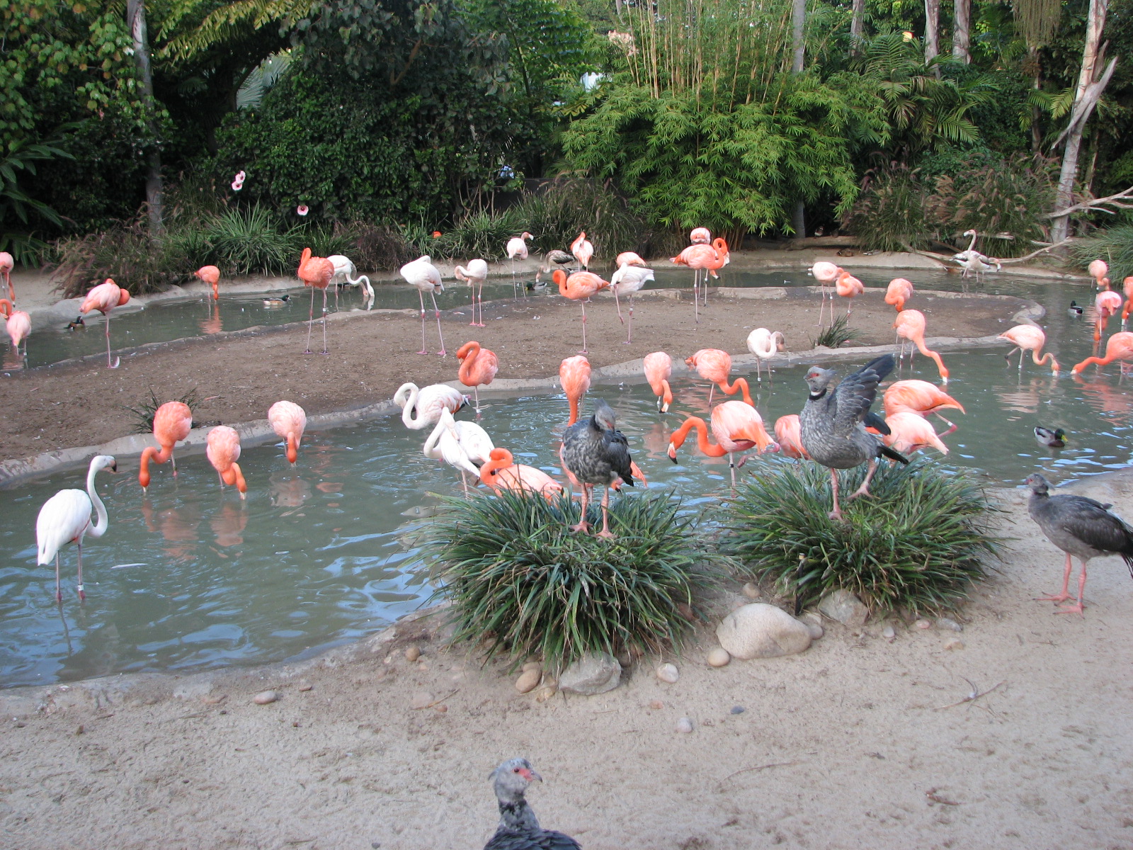 Caribbean Flamingo and Southern Screamer