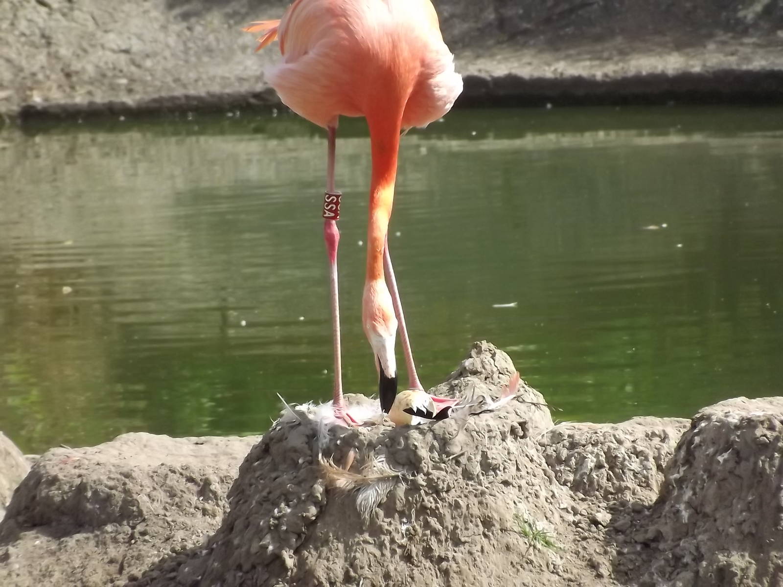 Caribbean Flamingo at Blackpool Zoo 03/08/12